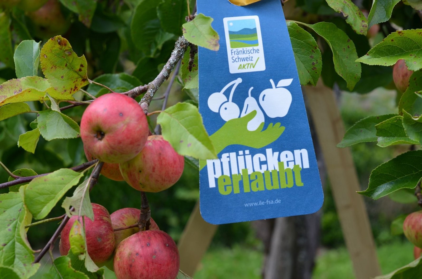 Ein bedrucktes Schild hängt an einem Ast in einer Obstwiese